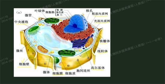 光面内质网的介绍