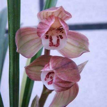 春剑荷瓣【九阳红荷】一发2苗结构