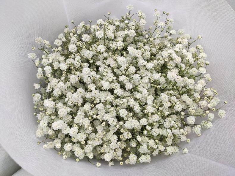 【满天星】白色花店 云南昆明斗南鲜切花基地直发批发千万满天星