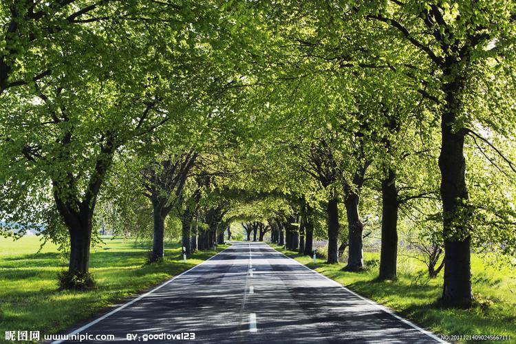 林荫大道图片
