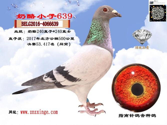 奶酪小子639_内蒙古包头指南针鸽舍_ ag188.com爱鸽