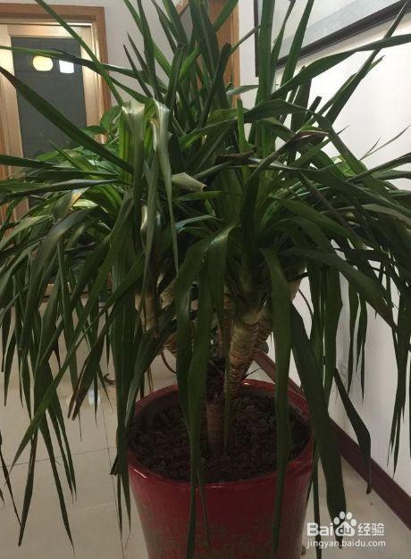 龙须树叶子尖发黄干枯怎么处理