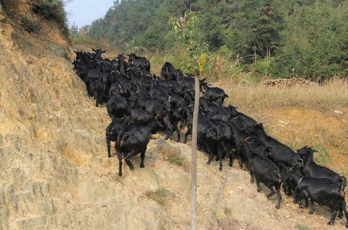 精选优质黑山羊 羊羔专供 高收益高质量 黑山羊养殖