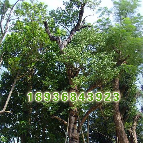 批发绿化苗木 印度小叶紫檀树小苗 紫檀树苗 工程绿化