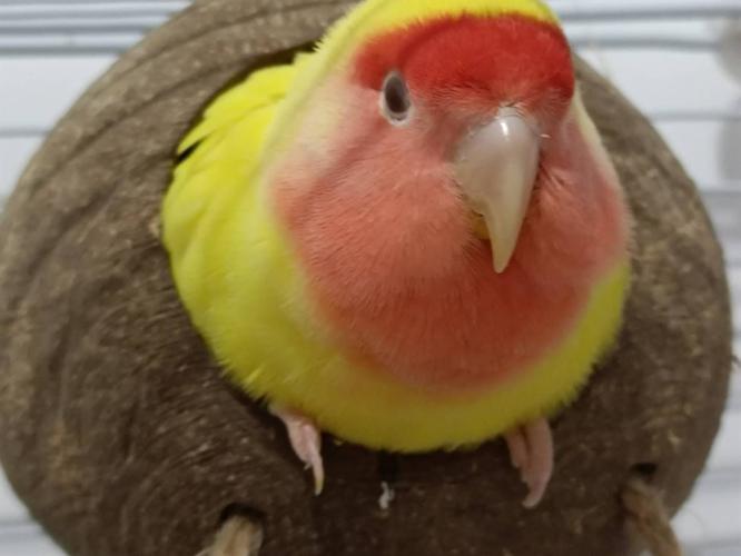 第一次养黄桃鹦鹉要注意些什么