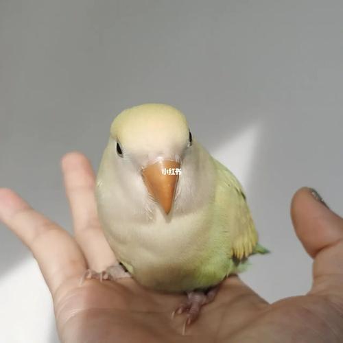 牡丹鹦鹉宝宝网红小鸡金顶白面苹果绿奥桂_鹦鹉_牡丹_宠物_萌娃_手养