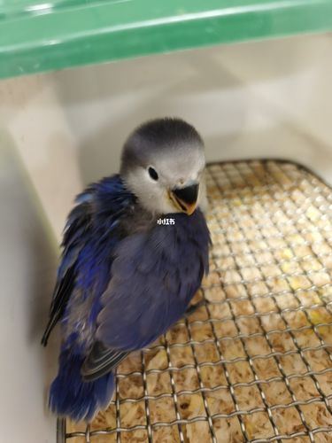 牡丹鹦鹉手养日记(重紫罗兰亮色)_牡丹_亮色_手养牡丹