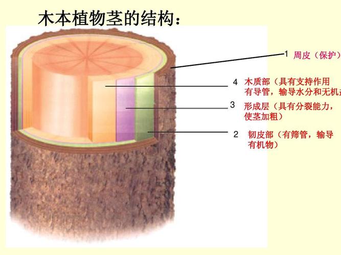 4 木质部(具有支持作用 有导管,输导水分和无机盐 3 形成层(具有分裂