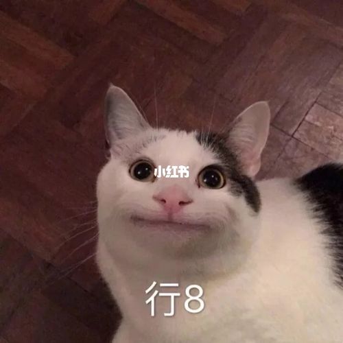 表情包|猫猫表情包_表情包_猫咪_沙雕_沙雕表情包_素材_表情包