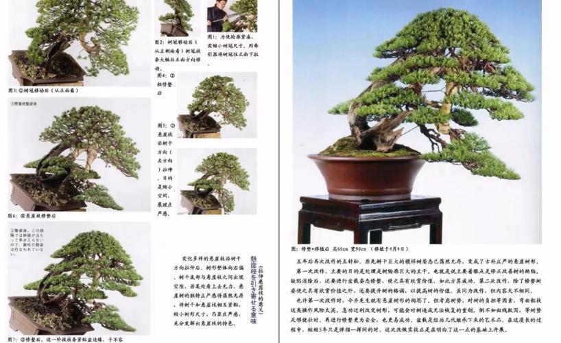 玩松柏,这几本书不容错过