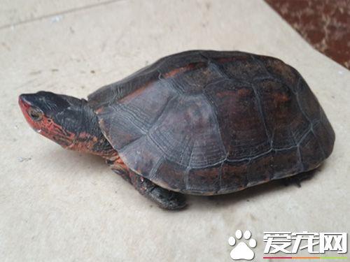 中华花龟和中华草龟有什么区别 看头部可以区分