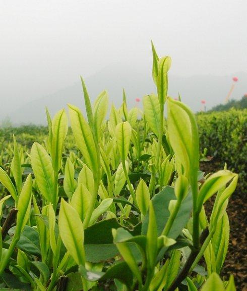 安吉白茶--神奇的白茶