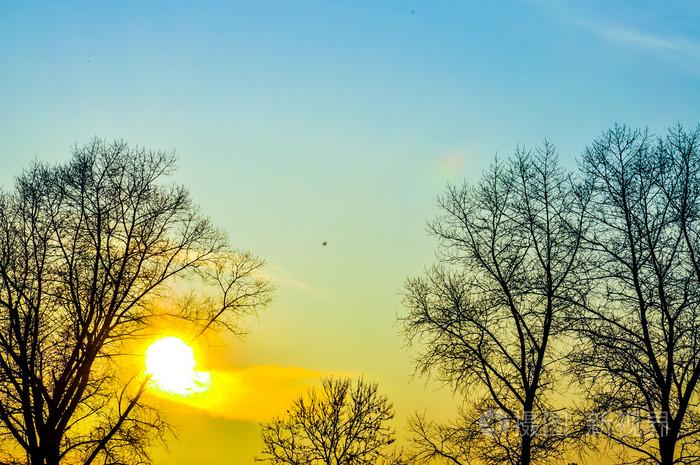 在早晨的阳光森林