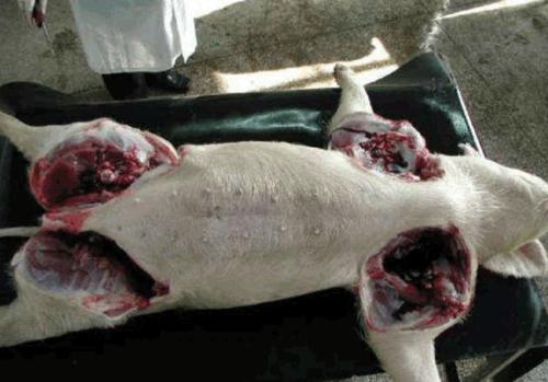 图解病死猪解剖操作程序一线实操总结