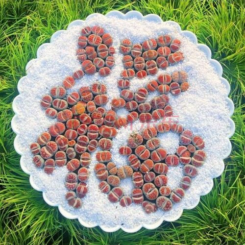【10颗装】生石花多肉植物批发 红窗玉两年 屁股花pp石生花 裸根 10颗