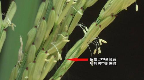 水稻开花你见过吗?_花粉