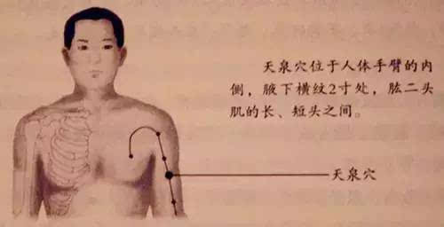 天泉穴位于人体手臂的内侧,腋下横纹2寸处,肱二头肌的长,短头之间.