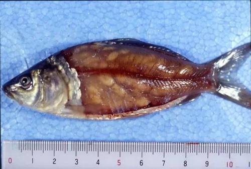 水产必备!鱼类常见寄生虫大汇总,一大波高清图谱奉上