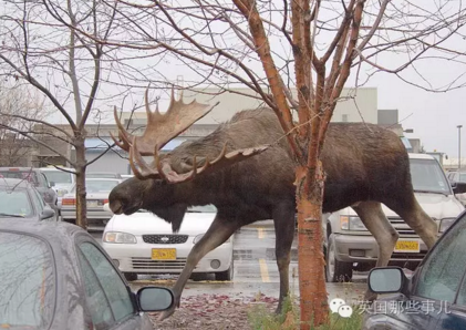 中国新歌声中奖电话