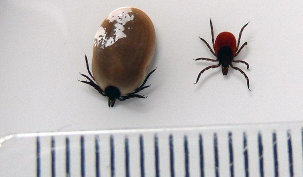 蜱虫的寄生对象非常广泛,从鸟类到哺乳类,爬行类到两栖类都可见它的