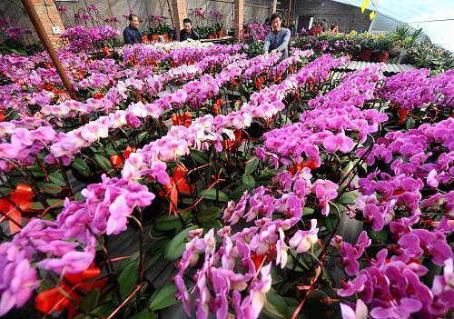 1月12日,在太原世纪青花卉基地,花农高亮平(前右)在为蝴蝶兰剪枝定型.