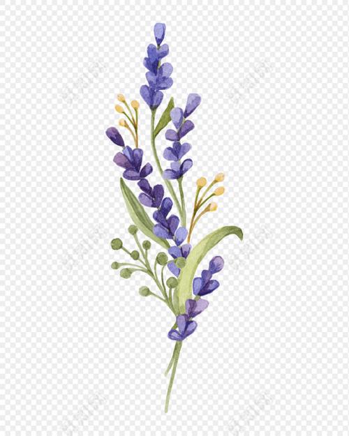 蓝色卡通手绘薰衣草矢量图片