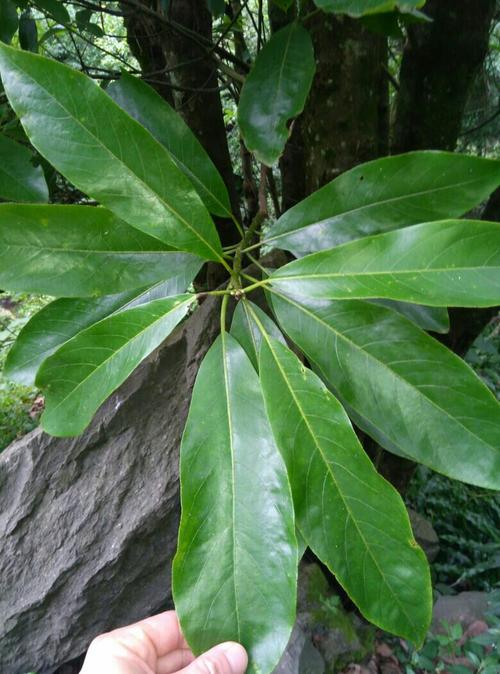 云南金丝楠木树图片