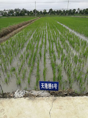 天隆粳6号一国审一级稻谷!阜宁农委示范田表现.