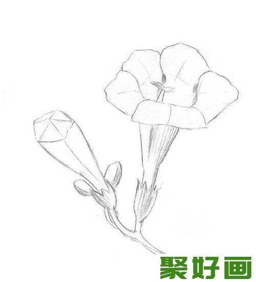 素描植物入门:素描凌霄花的绘画教程