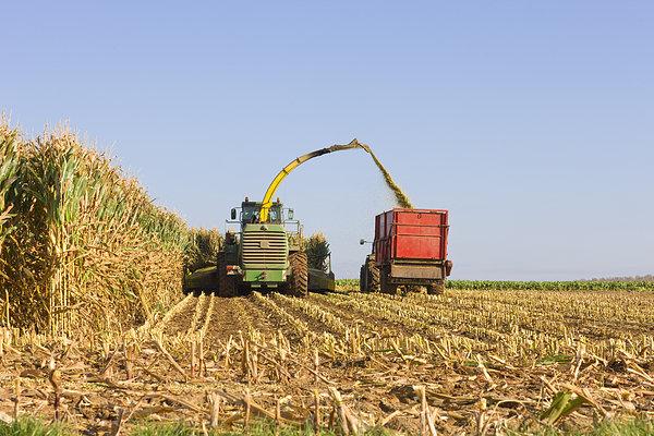 收获,玉米,农场