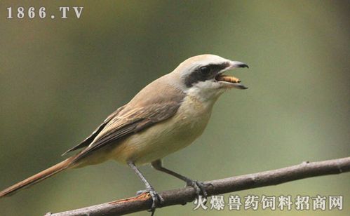 伯劳鸟怎么分公母