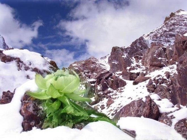 冰山雪莲花丨植物中的野生"大熊猫"!