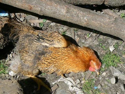 27岁产妇坐月子,婆婆每天炖"鸡汤",儿子得知后竟气的砸了锅