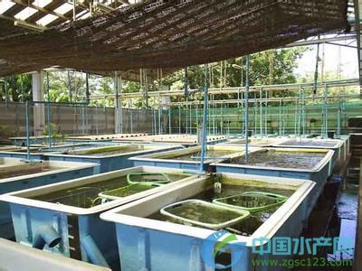 海马饲养及条件要求_海水养殖技术_水产技术_中国海产