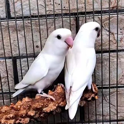 牡丹黄化玄凤鹦鹉活体家养宠物活体鸟鹦鹉鸟说话鸟学舌鸟活体白玉一对