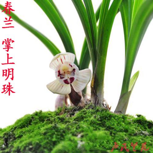 春兰 兰花 苗_兰花苗 春兰掌上明珠 铭品荷瓣 壮苗浓香 花卉办公室