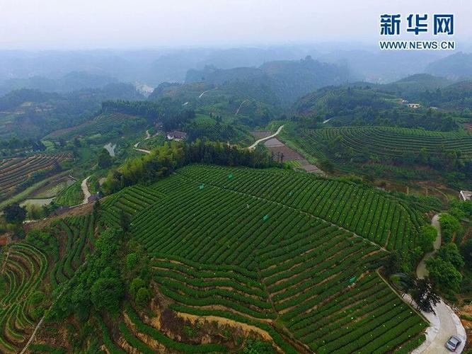 四川犍为:茉莉花茶飘香四溢