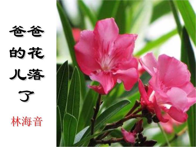 爸爸的花儿落了课件精要.ppt