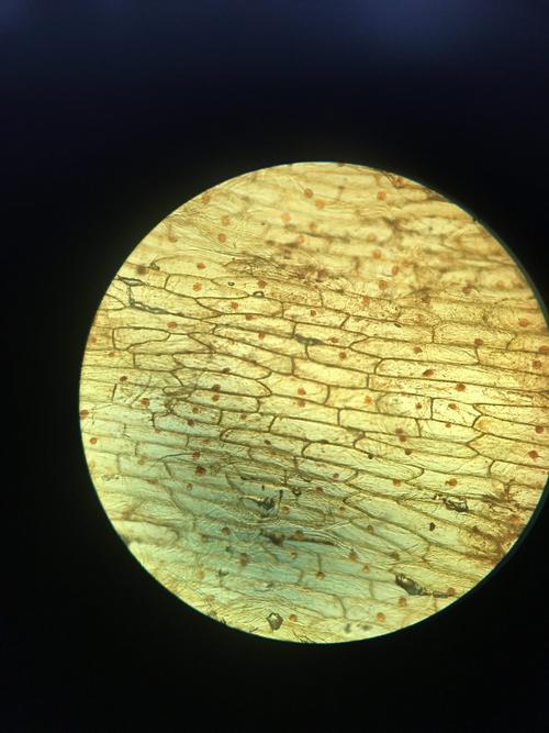 第一次用显微镜观察植物细胞