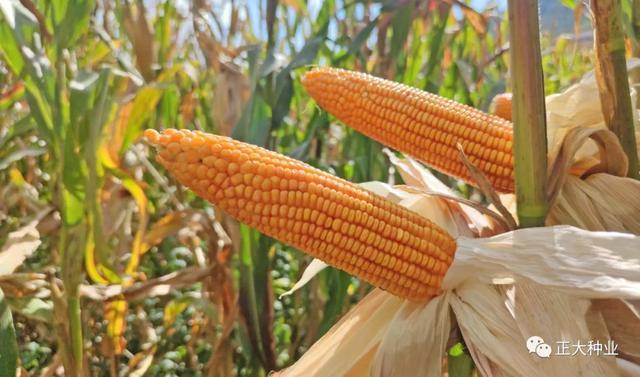 盛谷6号是正大种业在西南地区推出的广适,优质型玉米品种,适宜云,贵