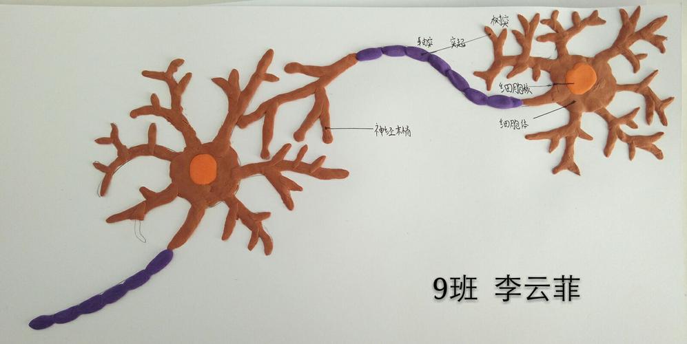 初一(6――10)班优秀模型――神经元