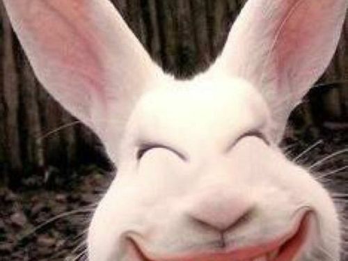 我叫大板牙的直播