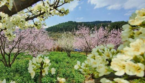 当季│六盘水营盘乡"十里桃花"正式上线!
