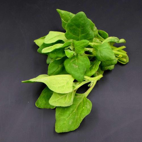 番杏属, a href="#">番杏科 /a>,50-60种,广布于美洲, a href="#"