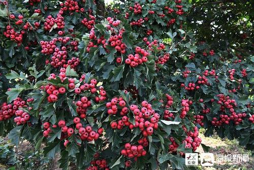 枣庄:果园山楂果成熟颜色诱人