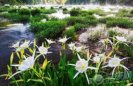 3月6日生日花语:野生水仙花