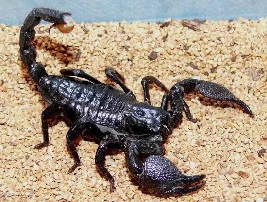 一种长圆筒形的软体动物,营养价值比起海参丝毫不逊色.