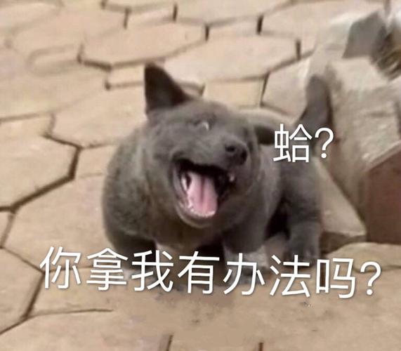 蛤你拿我有办法吗办法表情