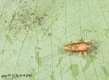 亚纲:  有翅亚纲   目:  蜚蠊目  科:  姬蜚蠊科