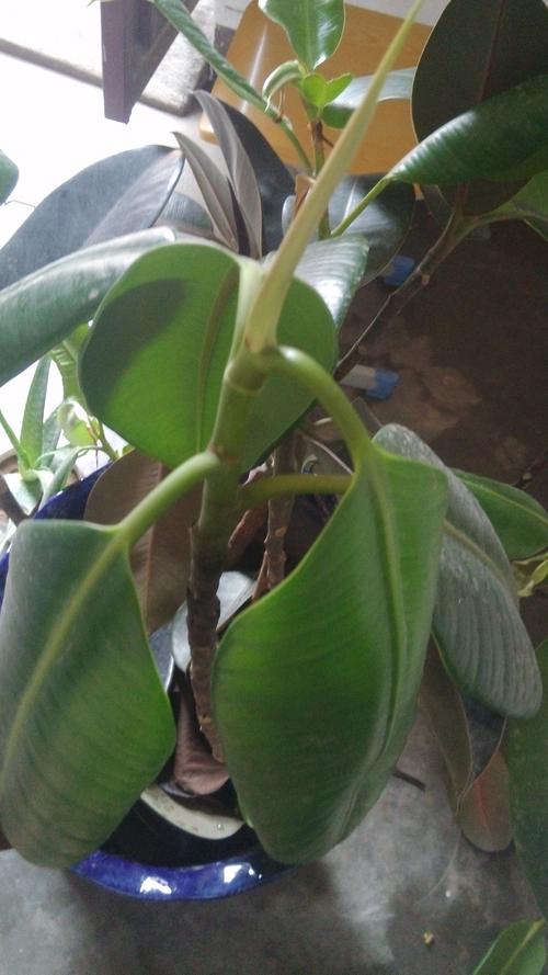 我家橡皮树怎么了?最近叶子快掉光了